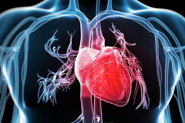 عوامل مهم و خطرناک برای قلب