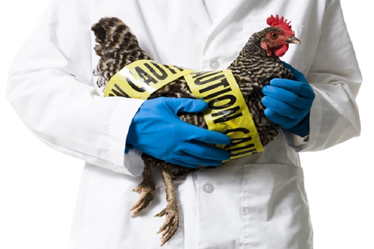 درباره آنفلوانزای مرغی بیشتر بدانید