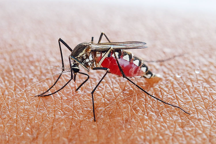بیماری مالاریا چیست و شیوه انتقال، میزان شیوع و روش‌های پیشگیری از آن به چه صورت است