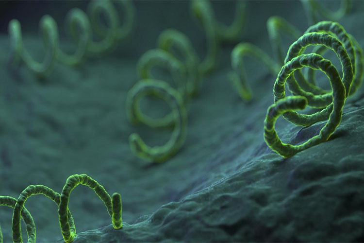 با عفونت باکتریایی سیفلیس یکی از بیماری‌های منتقله از راه جنسی آشنا شوید