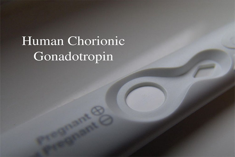 معرفی هورمون گنادوتروپین و تاثیر آن بر بارداری و باروری در انسان
