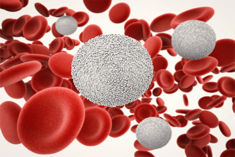 فاکتور لنفوسیت در آزمایش خون چیست و مقدار استاندارد آن در خون چقدر است؟