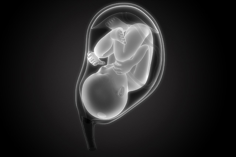 اهمیت بافت جنینی در تحقیقات پزشکی