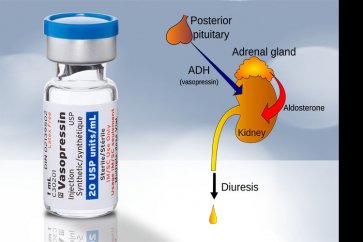 آشنایی با هورمون آنتی دیورتیک (ADH) یا وازوپرسین Vasopressin